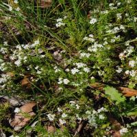 Common Woodruff